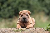 SHAR-PEI 830